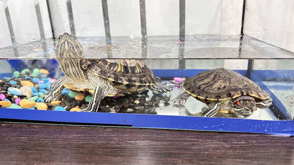 Черепахи красноухие 2 штуки