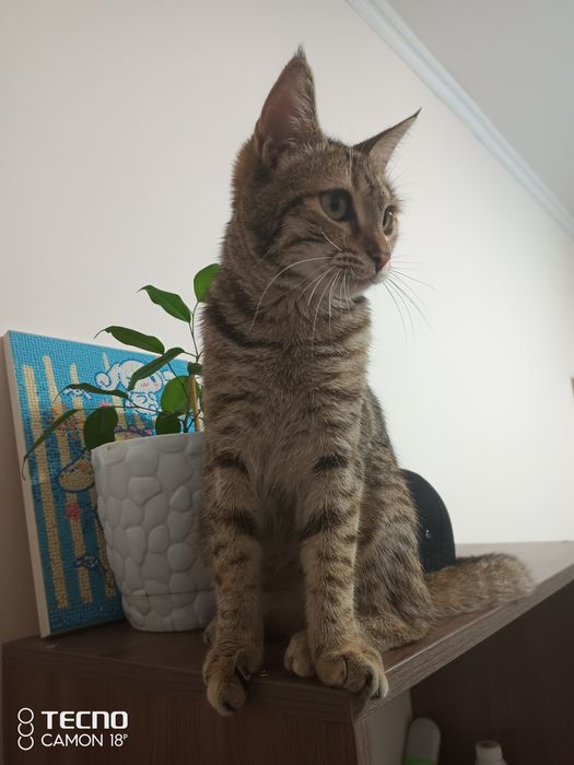 Котенок кошка бесплатно