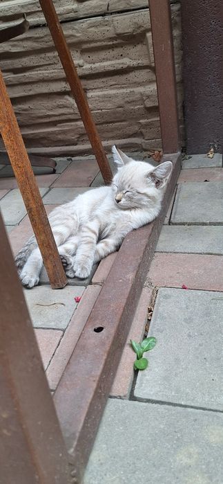 Кошечка котёнок девочка 3 месяца
