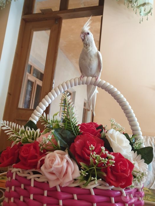Dubayski safed ruchnoy 2maha