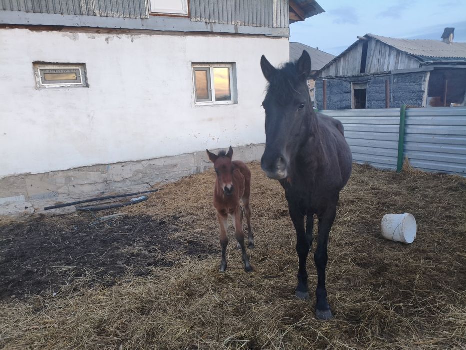 Кобыла с жеребенком