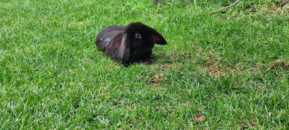 Порода "баран карлик" куён сотилади. Эркак, 6 ойли, соглом.