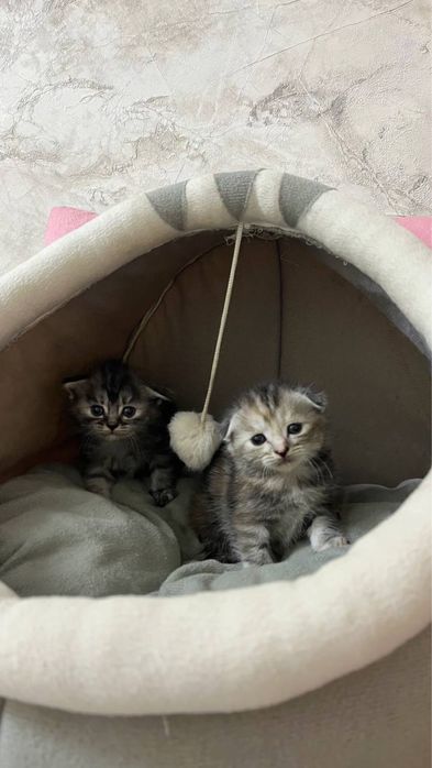 скотиш фолд мушуги