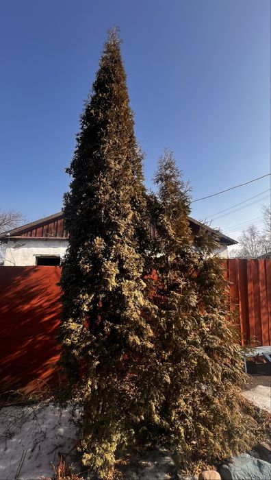 Продаются взрослые туи — высота ~5 метров