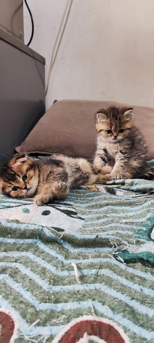 Продам котят шотландцев