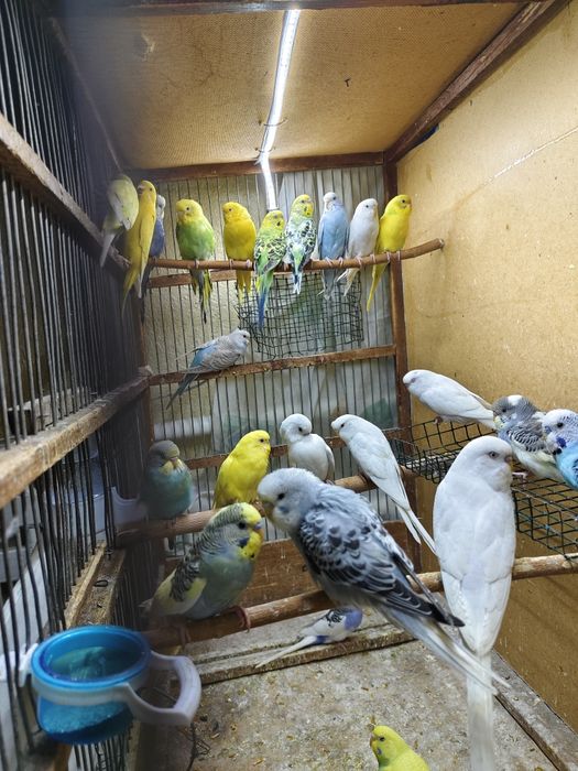 Попугай комплект