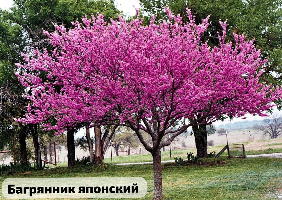 Розы (корни) разных сортов