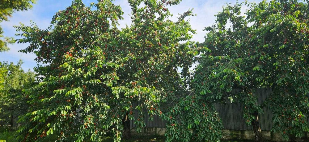 Proprietar vand  teren 4400mp  si casa 400 mp in orasul Bacau