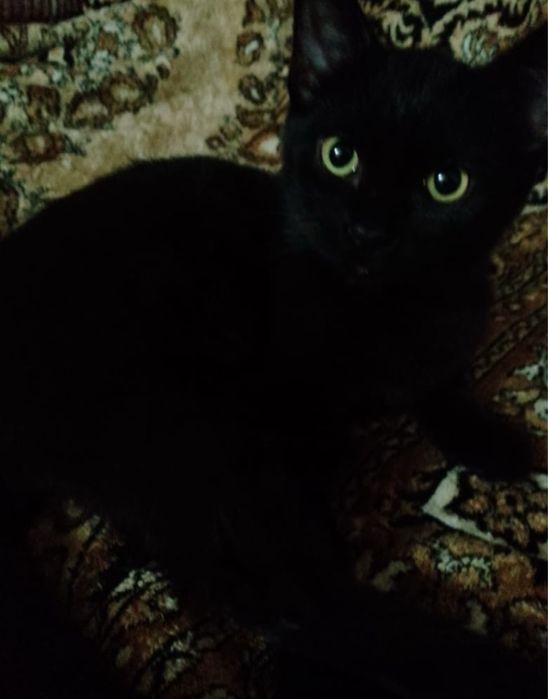 Котята ищут соих хозяев