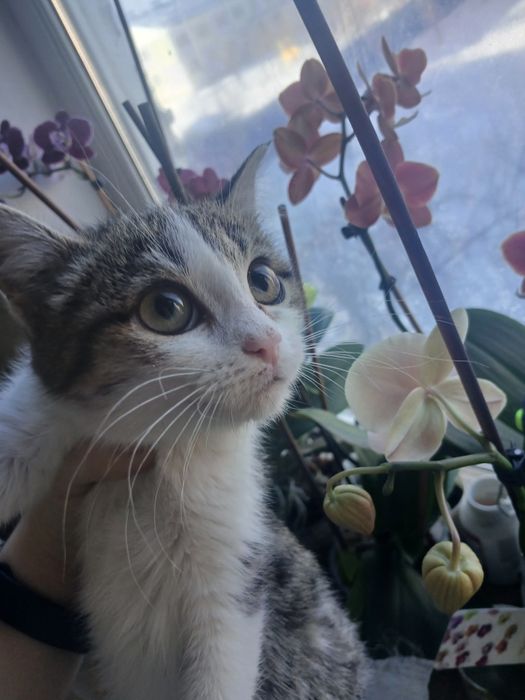 Кошка в семью без детей