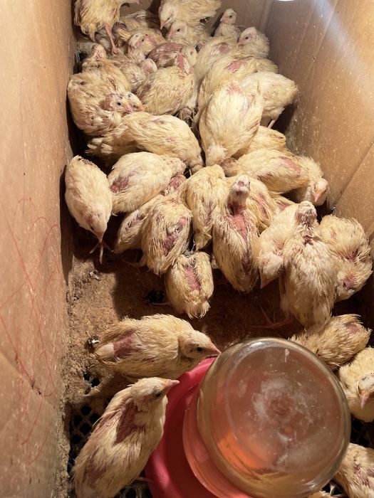 Бедана, Белый Гигант Перепелята