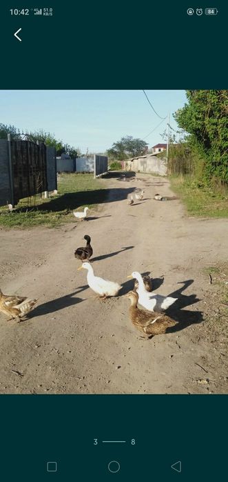 Утки пекинки и Башкирки