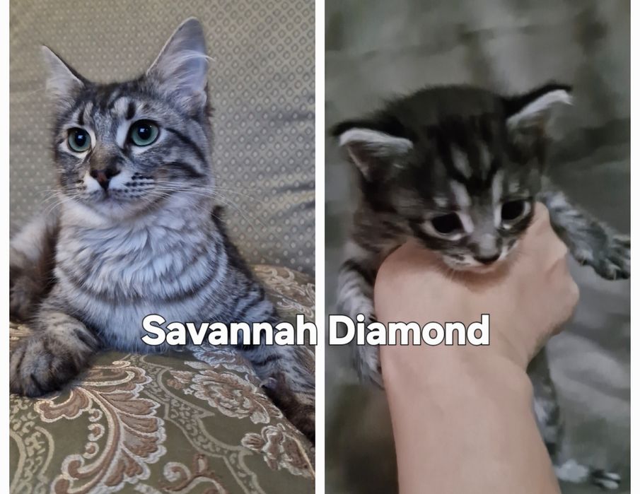 Саванна ф6 подростки