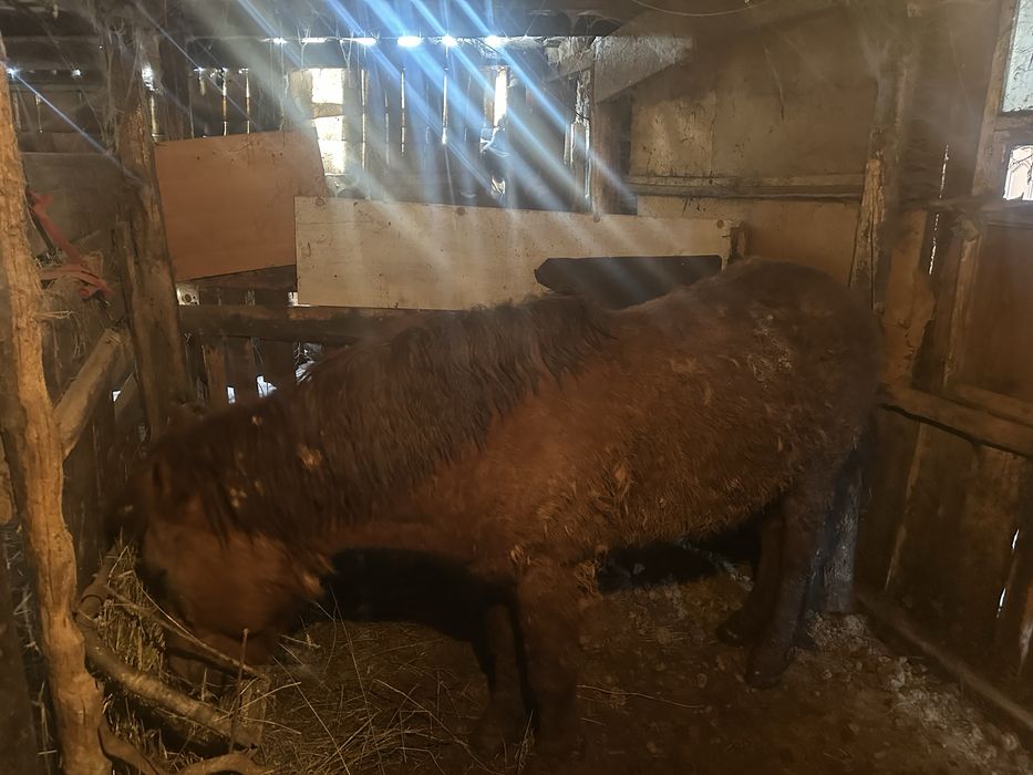 Айғыр сатамын / Продаю Жеребца