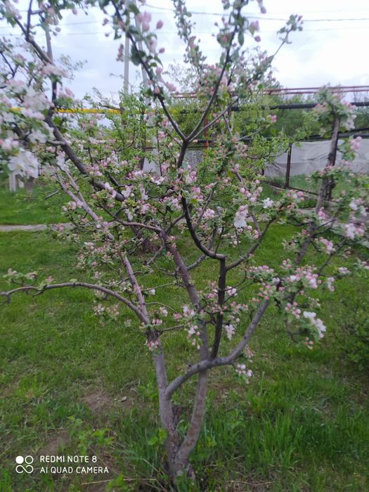 Чистка  участков в алматы и области.