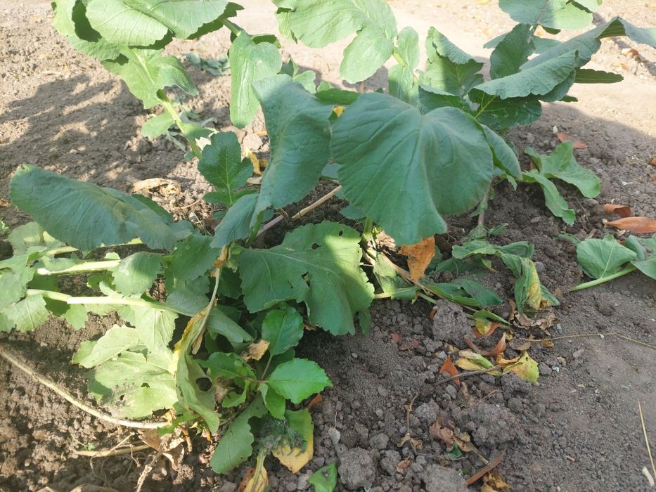 Черная редька /лечебная/