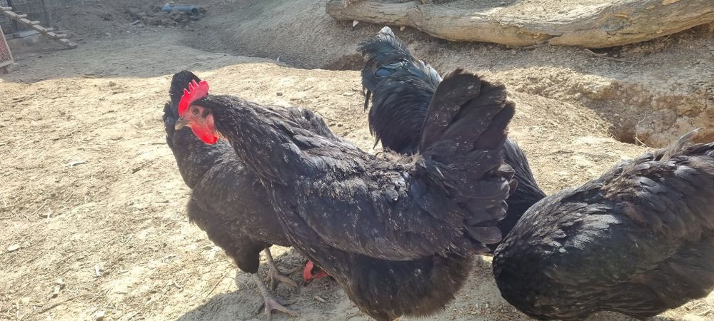 Avstralorp Qora zotli tovuq tuxumlari sotiladi