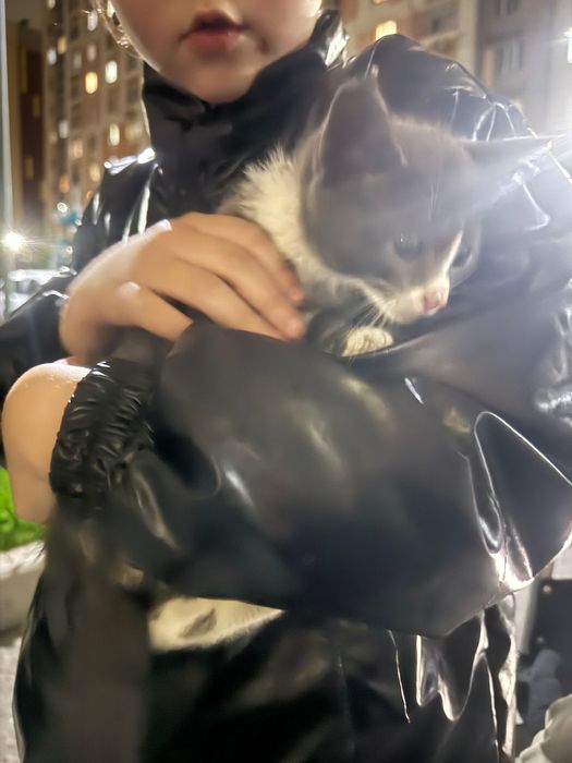 Отдам котенка в хорошие руки