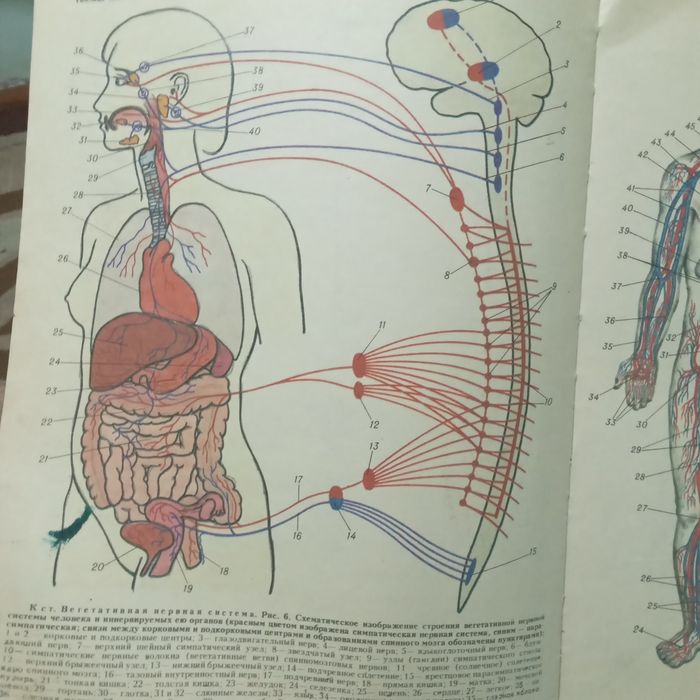 Мед. Инциклопедия