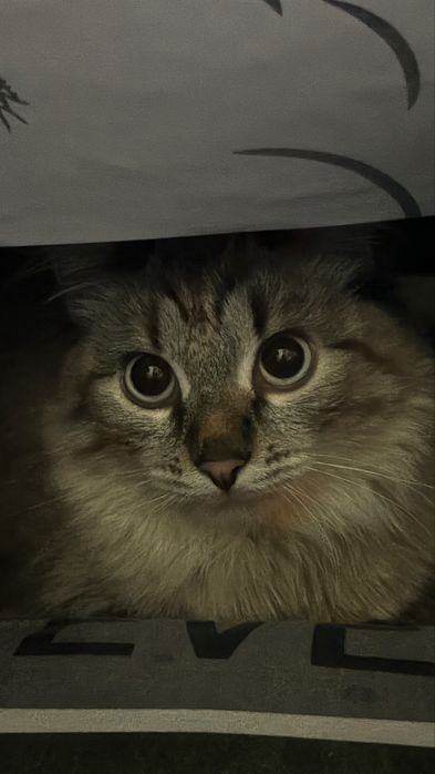 Кошка в добрые руки