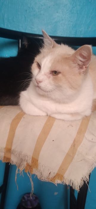 Стерилизованная кошка