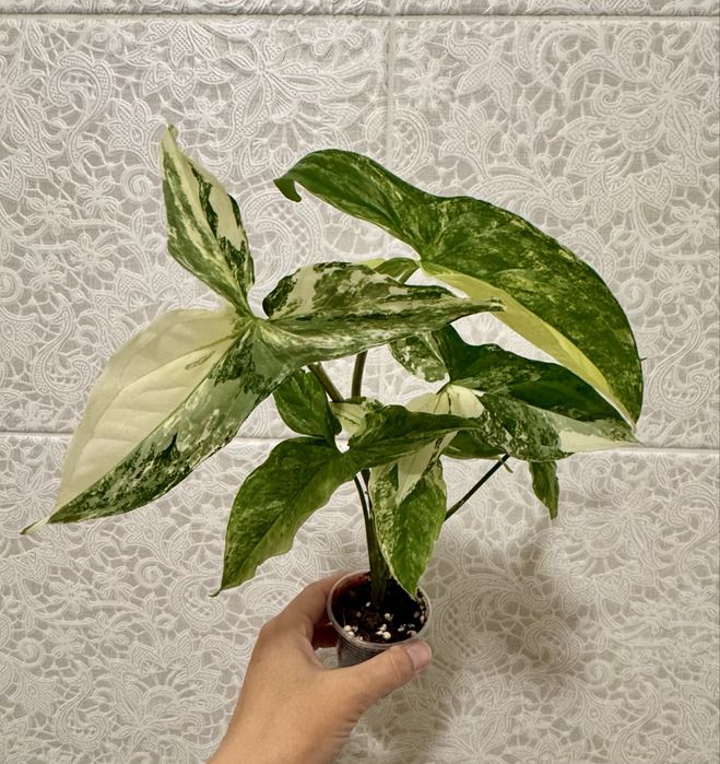 Сингониумы! Разные сорта сингониумов! Комнатные цветы!