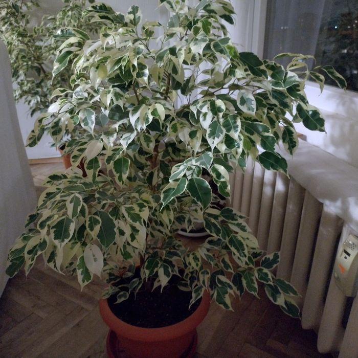 Фикус Бенджамин голям и малък