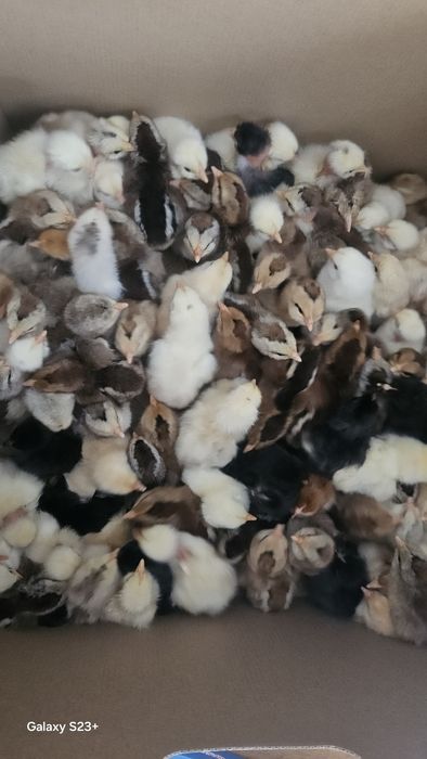 Oua de gaina proaspete si pui de o zi