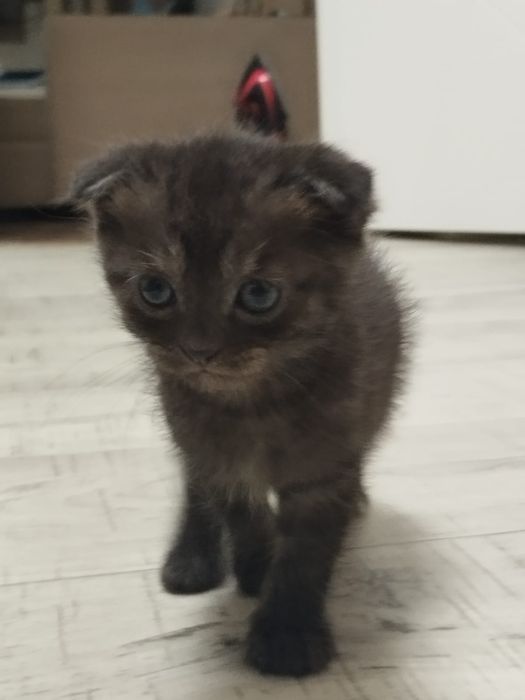 Отдам котят в хорошие руки