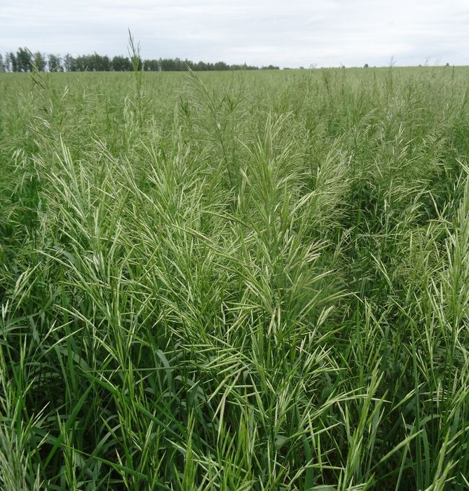 Донник Суданка Люцерна Житняк  Кострец