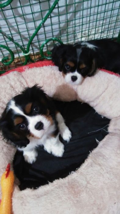 Чарльз Кинг спаниель