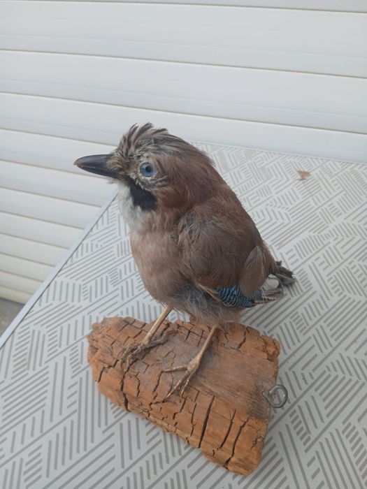 Păsări  împăiate