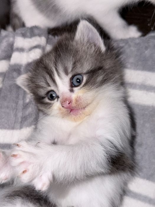 Отдам котят в добрые руки