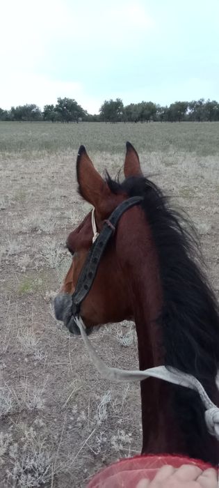 Тай полукровный еркек