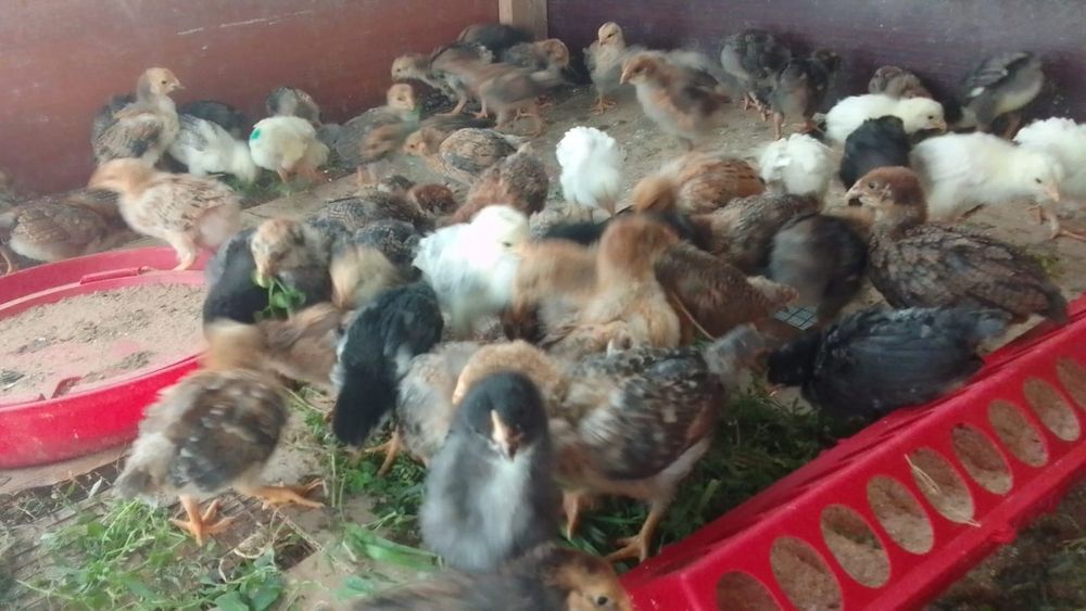 Продам домашних цыплят