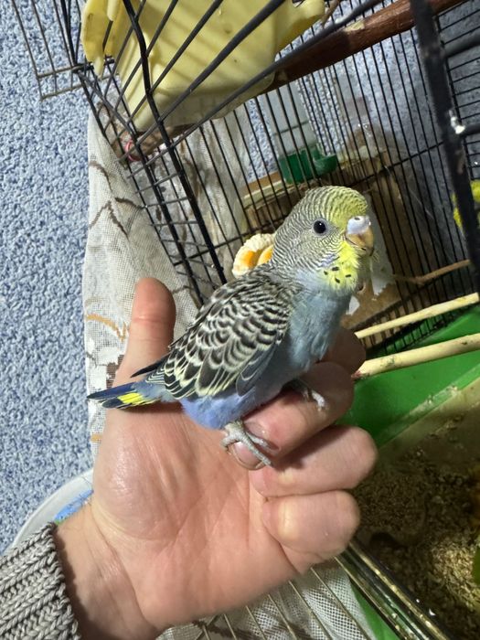 Попугай  волнистый