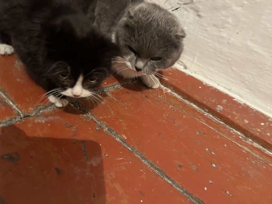 продам котенка метис