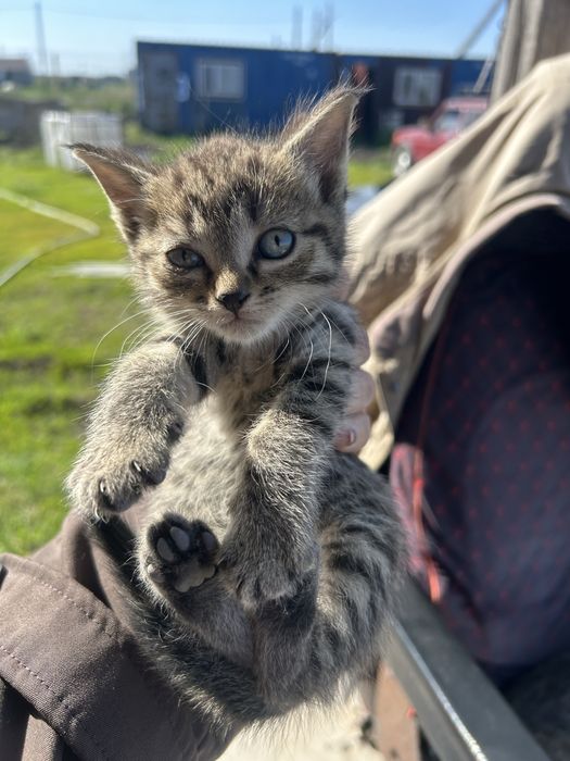 Отдам котят 1 мес косшы
