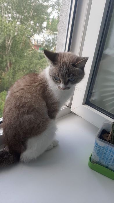 Отдам кошку в добрые руки