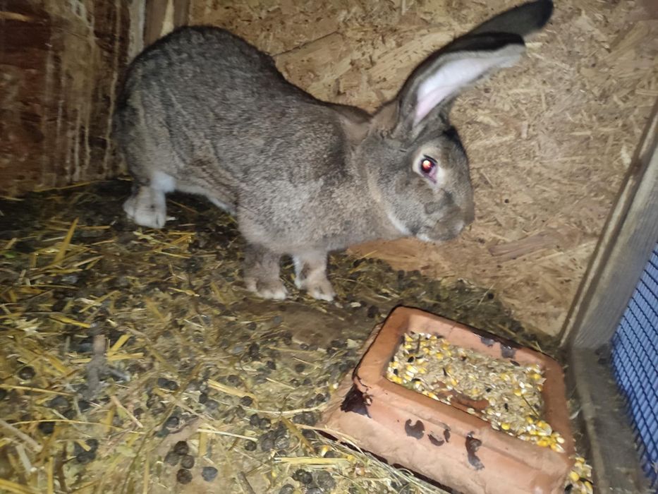 Iepuri uriaș german