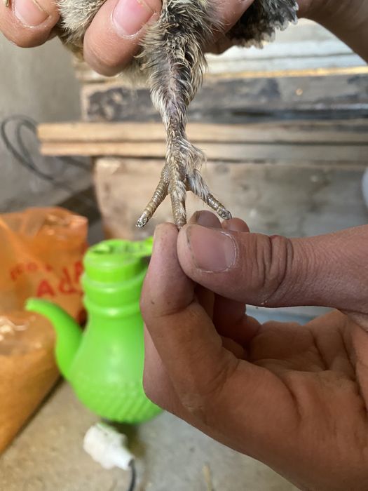 Цыпленок хороши парода