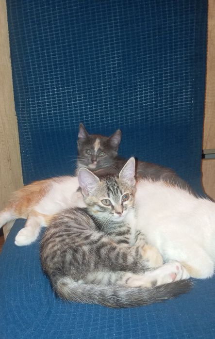 Милые котята девочки