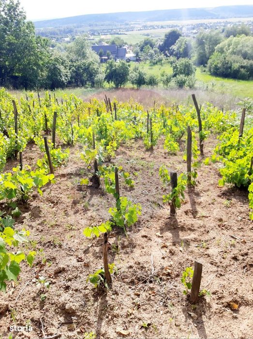 Teren intravilan 6850 mp Simnic, Izvor