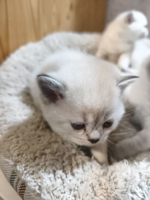 Британски котенца
