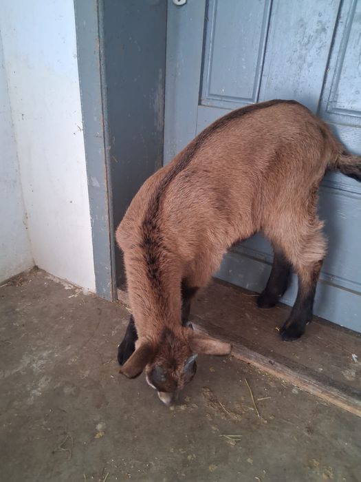 Țap țapusor de vanzare