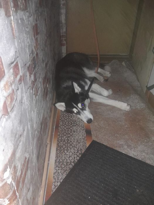 Собачка Хаски в хорошие руки