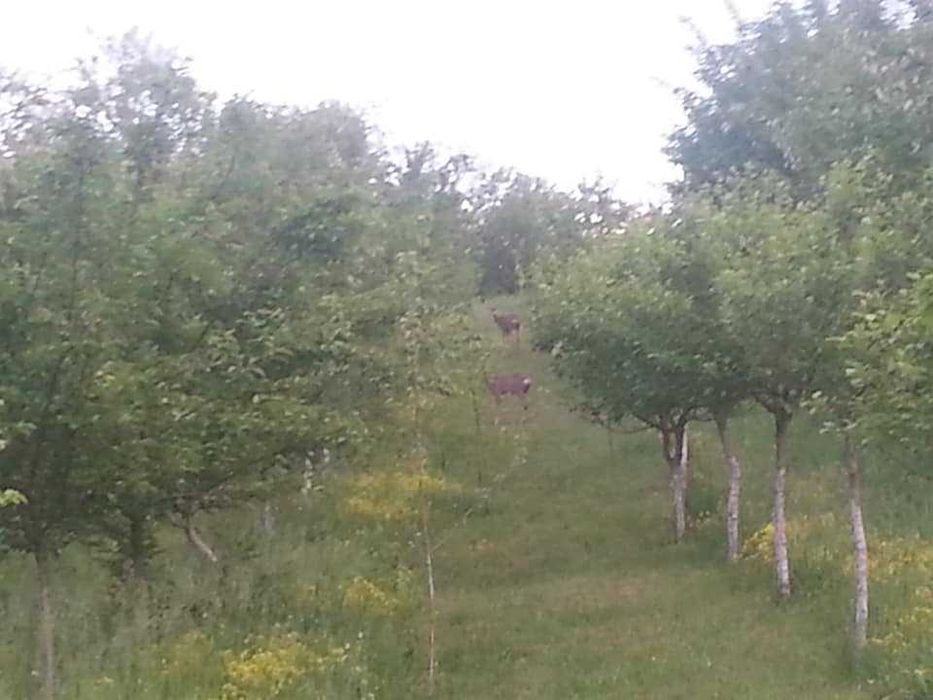 VILĂ ca-n povești situată într-o OAZĂ de VERDEAȚĂ