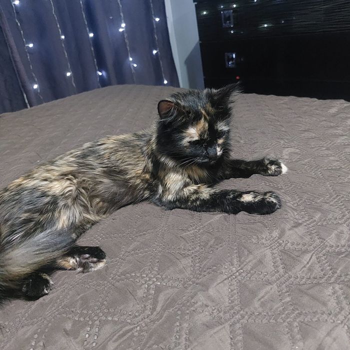 Отдам в добрые руки