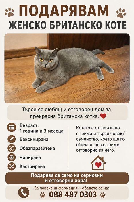 Подарямам женско Британско коте