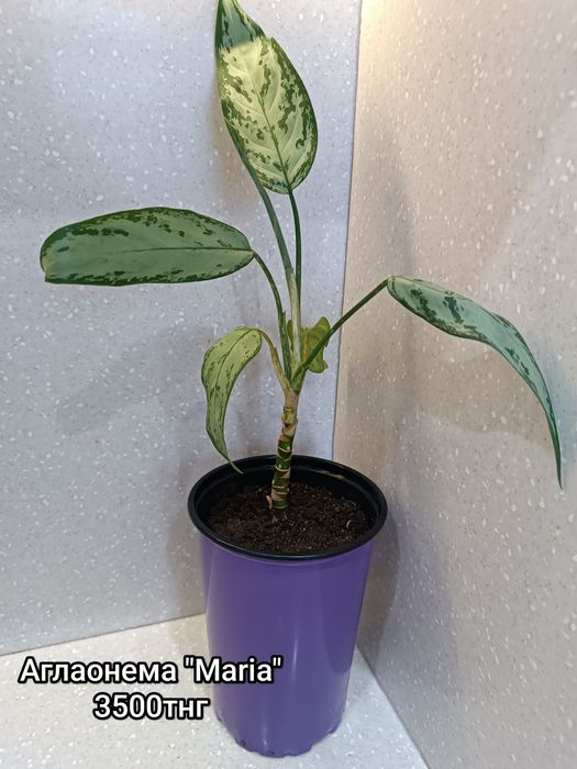 Продам комнатные цветы